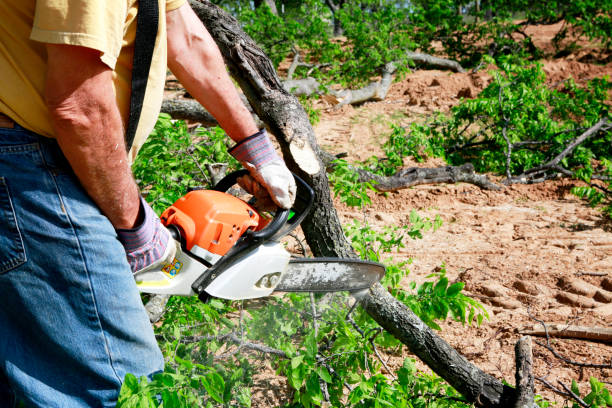 Best Affordable Tree Service  in Strum, WI